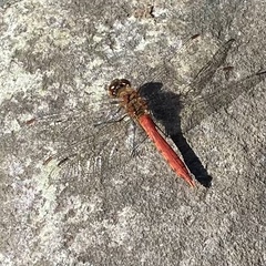 Sympetrum frequens