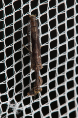 Mantispidae