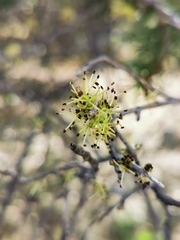 Forestiera