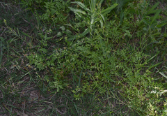 Rorippa eustylis