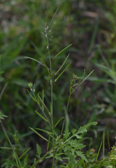 Rorippa eustylis