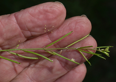 Rorippa eustylis