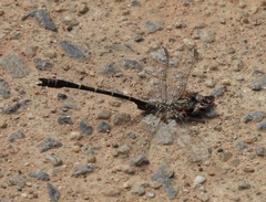 Hemigomphus theischingeri