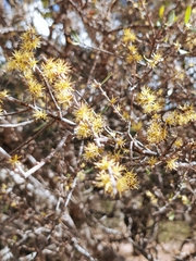 Forestiera