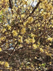 Forestiera