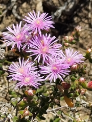 Drosanthemum