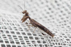 Mantispidae