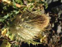 Cirsium scopulorum