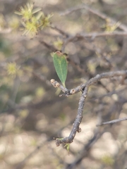 Forestiera