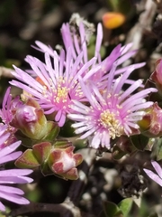 Drosanthemum