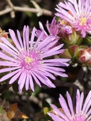 Drosanthemum