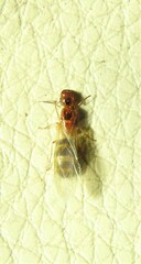Colobopsis macrocephala