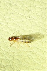 Colobopsis macrocephala