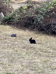 Oryctolagus cuniculus domesticus