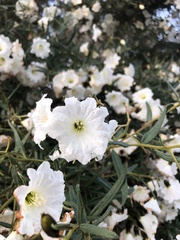Cordia decandra