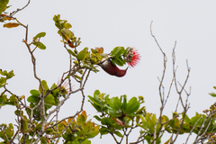 Himatione sanguinea