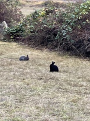 Oryctolagus cuniculus domesticus