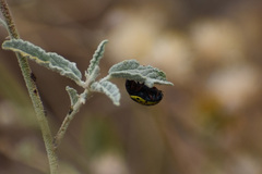 Calligrapha serpentina
