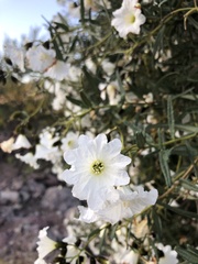 Cordia decandra