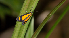 Dioptinae