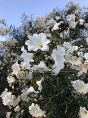 Cordia decandra