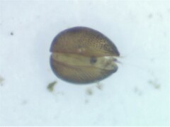 Ostracoda