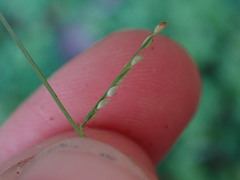 Leptochloa panicea