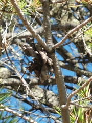 Pinus cembroides bicolor