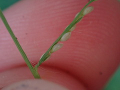 Leptochloa panicea