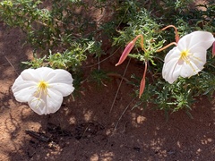 Oenothera pallida