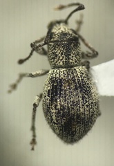 Calomycterus setarius