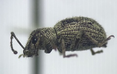 Calomycterus setarius