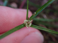 Cyperus luzulae
