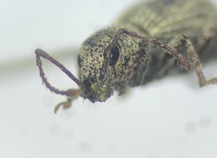 Calomycterus setarius