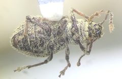 Calomycterus setarius