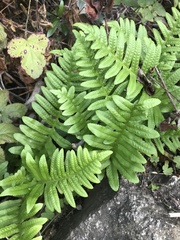 Polypodium
