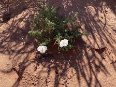 Oenothera pallida