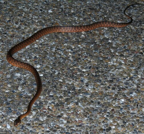 Brown Tree Snake sighting