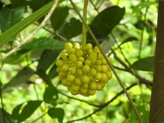Uvaria longipes