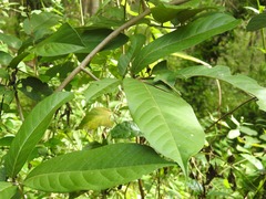 Uvaria longipes