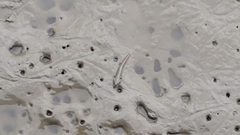 Periophthalmus modestus