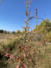 Oenothera curtiflora