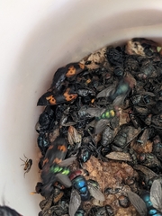 Nicrophorus nepalensis