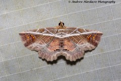 Eugnathia diagonalis