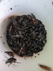 Nicrophorus nepalensis