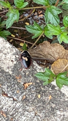 Opisthoplatia orientalis