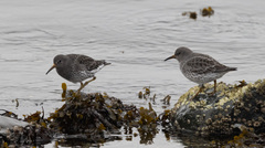 Calidris ptilocnemis