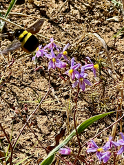 Xylocopa caffra