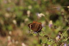 Junonia pacoma
