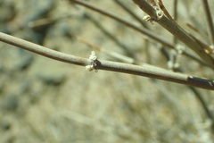 Ephedra nevadensis
